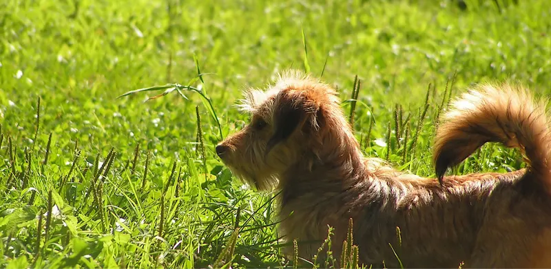Walkies Secure Field secure private dog field in West Sussex, RH10 4PE