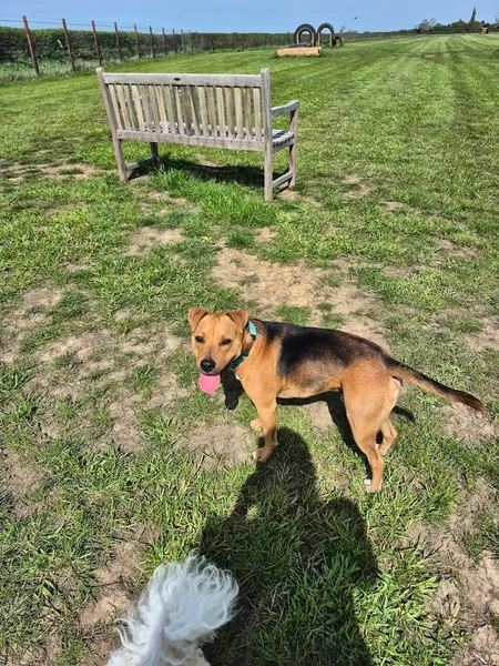 Ings Secure Dog Walking Field secure private dog field in HU17 9GP