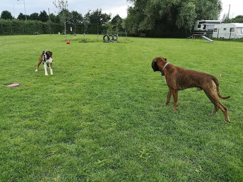 Golden Paws Ranch Fully Enclosed Dog Park secure private dog field in York, YO32 2RH