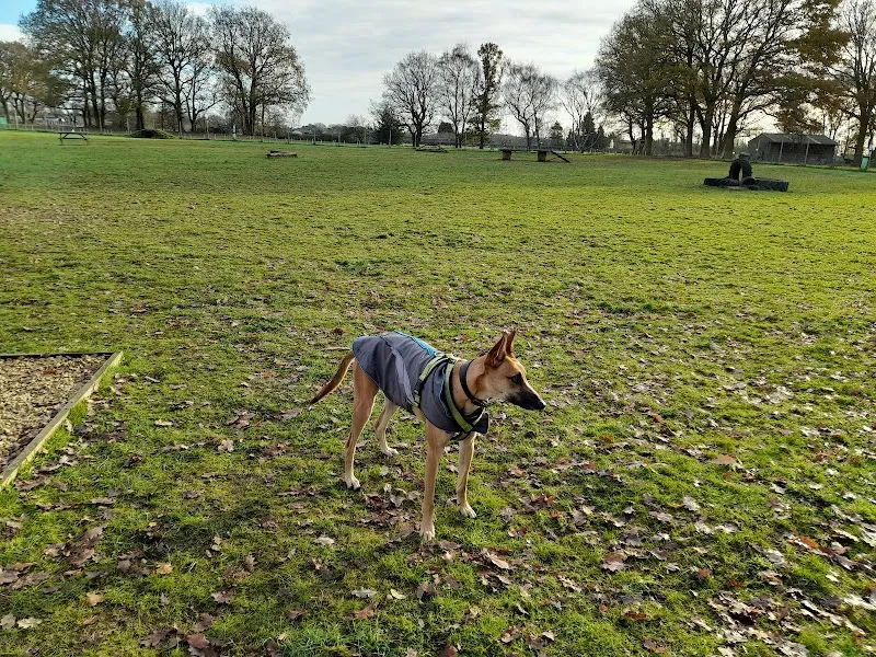 Elementary Dog Park secure private dog field in Acaster Malbis, YO23 2XA