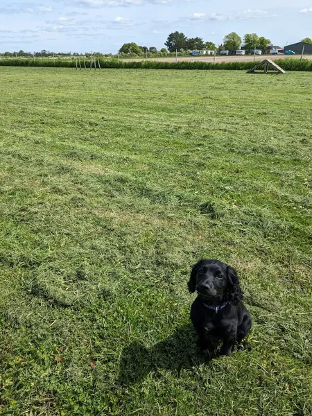 Paw Paddock - Donnington secure private dog field in Chichester, PO20 7PL