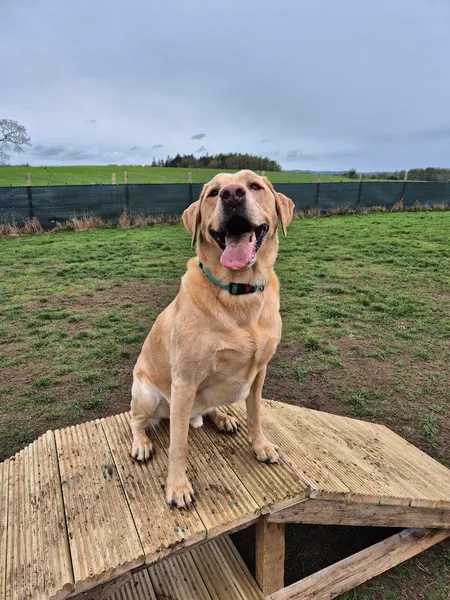 Run Free Dog Fields - Winchburgh secure private dog field in Broxburn, EH52 6PY