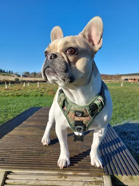 Inca's Trail Enclosed Dog Park secure private dog field in AB32 7AN