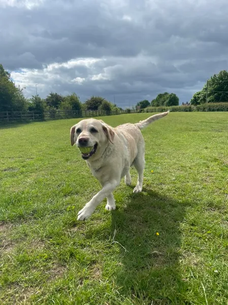 Parkhill Canine Paddock secure private dog field in Coxhoe Parkhill, DH6 4JP