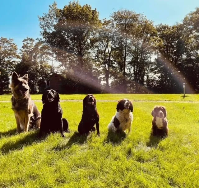 Lytham Dog Fields secure private dog field in FY8 4NB