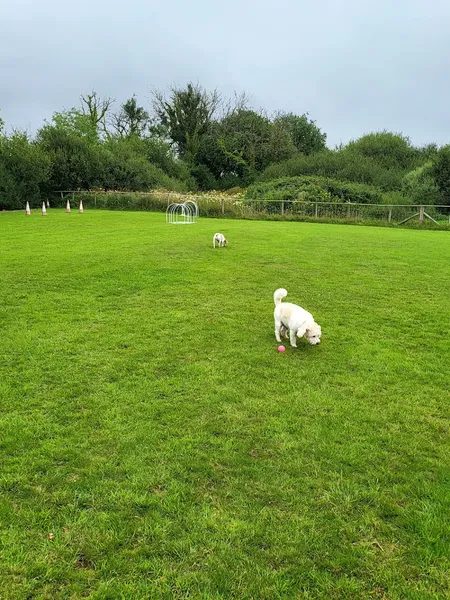Saundersfoot Dog Park secure private dog field in Pembrokeshire, SA68 0SE