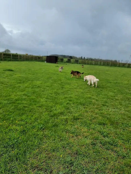 Pear Tree Paws secure private dog field in Shotley, IP9 1EY