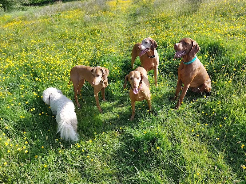 Holmans Dog Walking Fields secure private dog field in Cross in Hand East Sussex, TN21 0AX