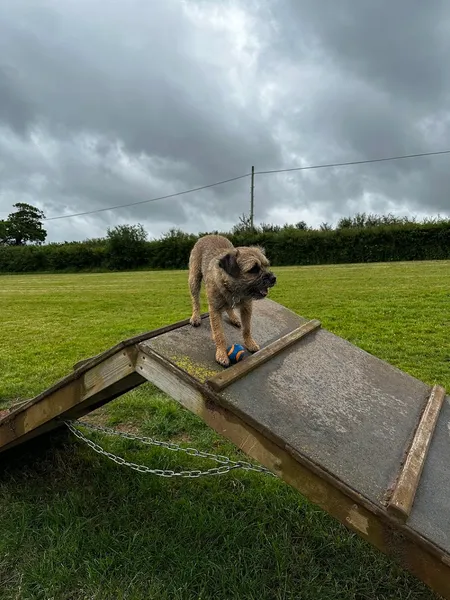 Pooches Paddock secure private dog field in Devon, EX174PR