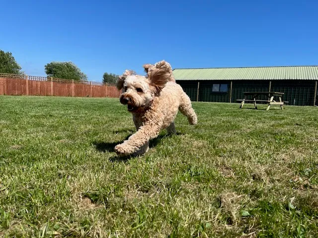 Fidos Free Runs secure private dog field in Bognor Regis, PO22 6EP