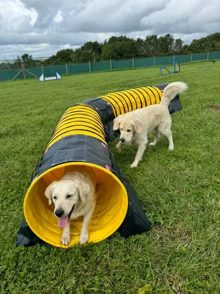 Oswaldtwistle Dog Park & Doggy Daycare secure private dog field in Oswaldtwistle, BB5 3RN