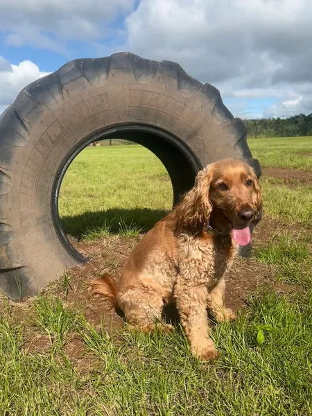 Explore by Paw secure private dog field in Newport, NP18 2EB