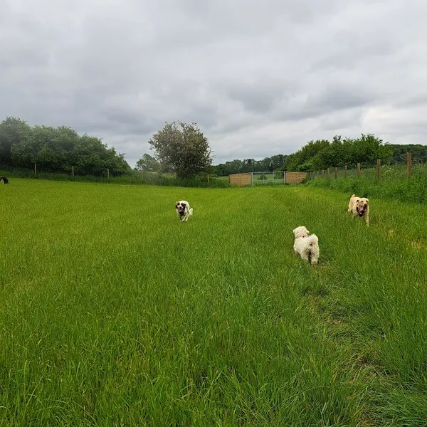 Phoebe's Place secure private dog field in SG4 7DL