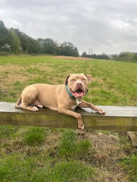 Phoebe's Place secure private dog field in SG4 7DL