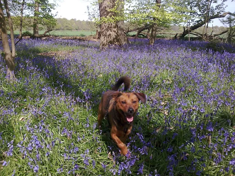 Marlow Dog Walking secure private dog field in Marlow, SL7 1RT