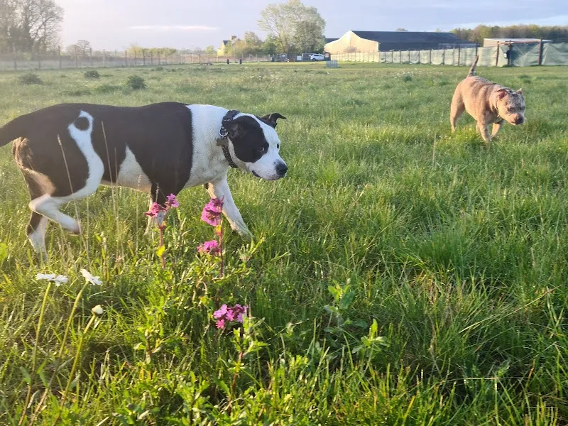 Top Dog Paddocks secure private dog field in St. Neots, PE19 6XH