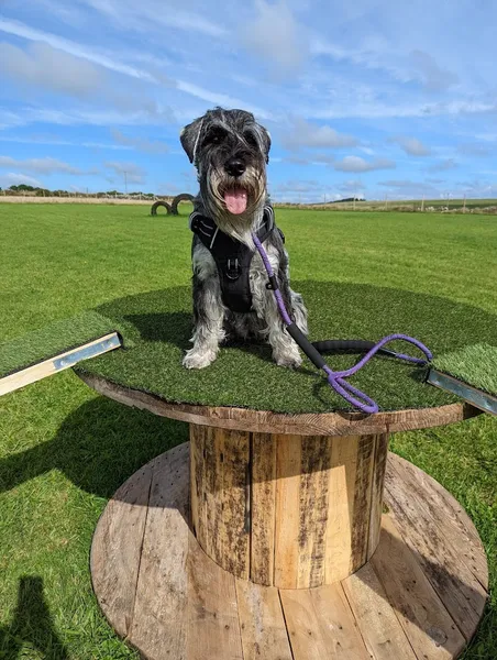Moorgate Dog Training Field secure private dog field in Camelford, PL32 9QH