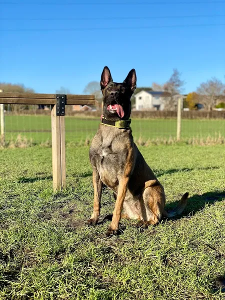 Woof Woof Meadow secure private dog field in Warrington, WA5 2UH