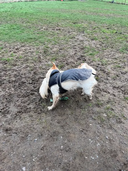 Run Free Dog Fields - Bearsden secure private dog field in Clydebank, G81 5QT