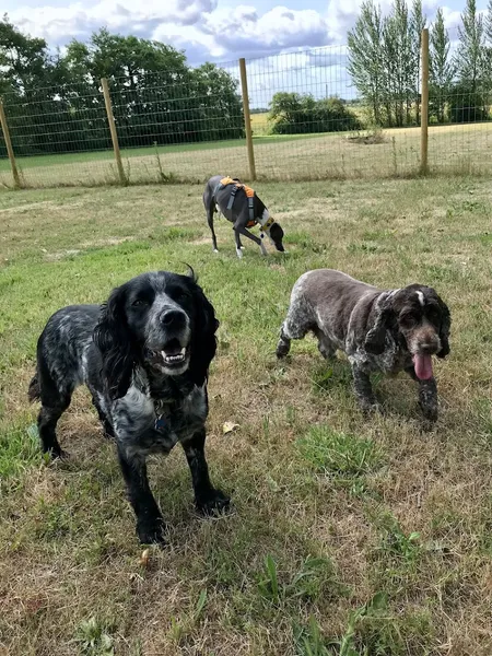 Waggy Tails Play Park secure private dog field in Kent, CT32HU