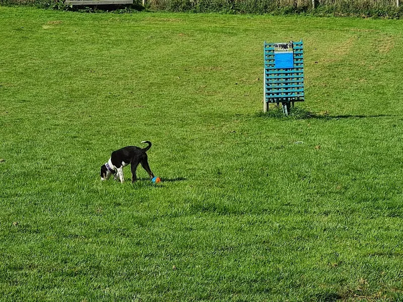 The Dog Field Loch Lomond secure private dog field in West Dumbartonshire, G83 8QY