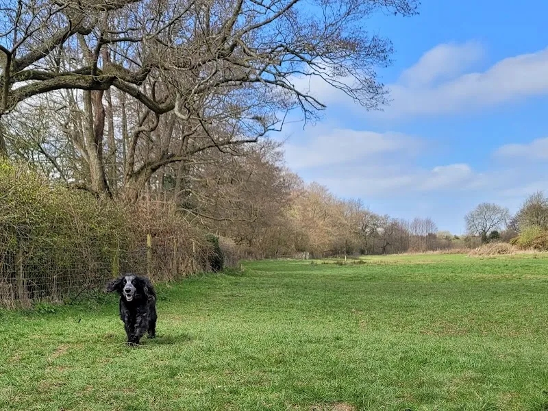 Ashbourne Carefree Canine Exercise Field secure private dog field in Ashbourne, DE61LR