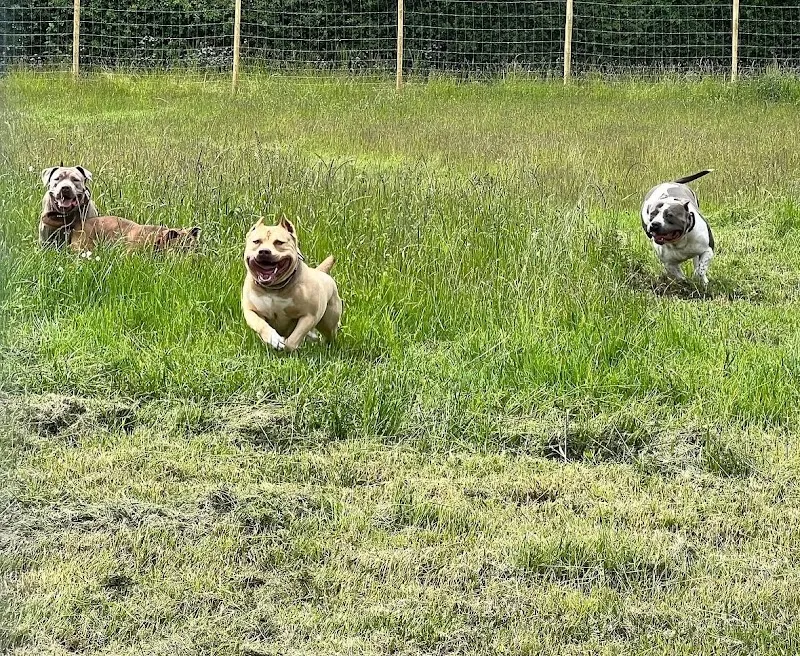 Dogzmania secure private dog field in Buckinghamshire, SL0 0LD