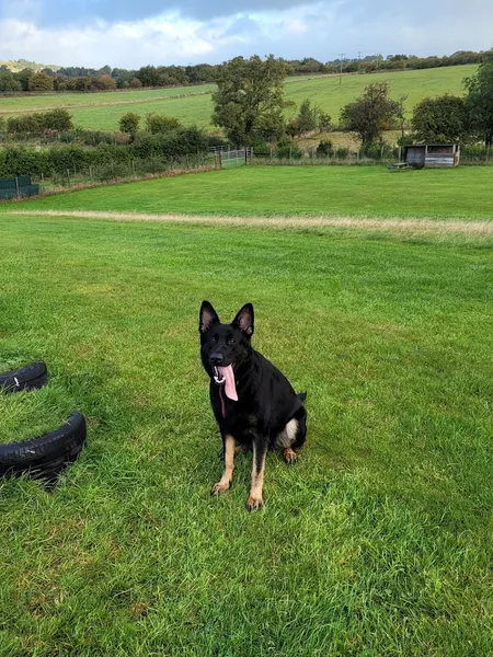 Dog Days Secure Field secure private dog field in Barnoldswick, BB18 6TG
