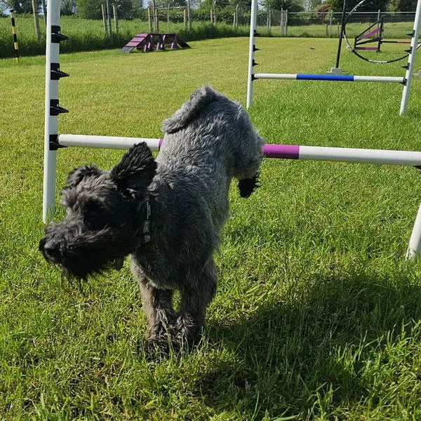 Runaway dog park and agility secure private dog field in United Kingdom, WF4 4TZ
