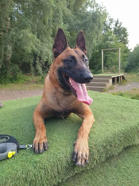 Hugo's Fun Dog Field secure private dog field in Dunkirk, ME13 9LE