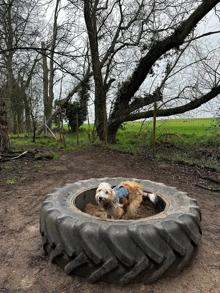 Tockwith Dog Fields secure private dog field in York, YO26 7PR
