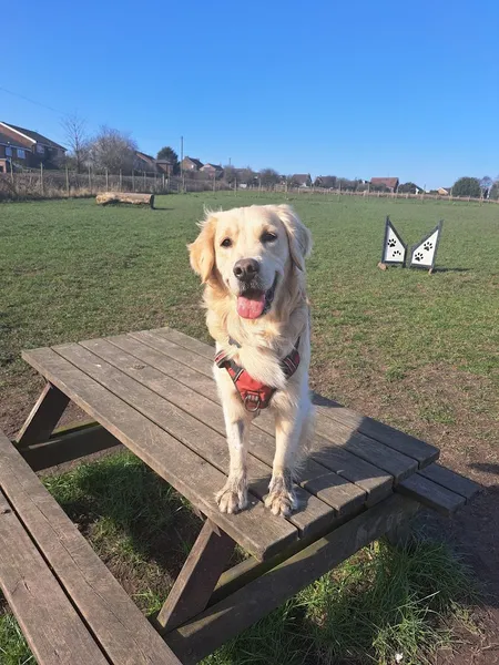WaggyTails secure private dog field in Wigan, WN21YL