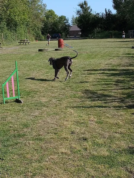 Merlin’s Meadows Secure Field secure private dog field in Weston-super-Mare, BS24 6RD