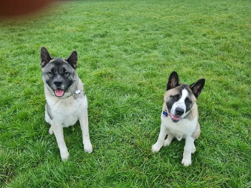 Fieldhead Pet Stays secure private dog field in Cleckheaton, BD19 4AR