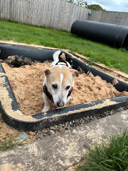 The Dogs Paddocks Market Drayton secure private dog field in Market Drayton, TF9 2AE
