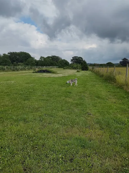 Wild and free Dog Meadows secure private dog field in Fordingbridge, SP6 2HA