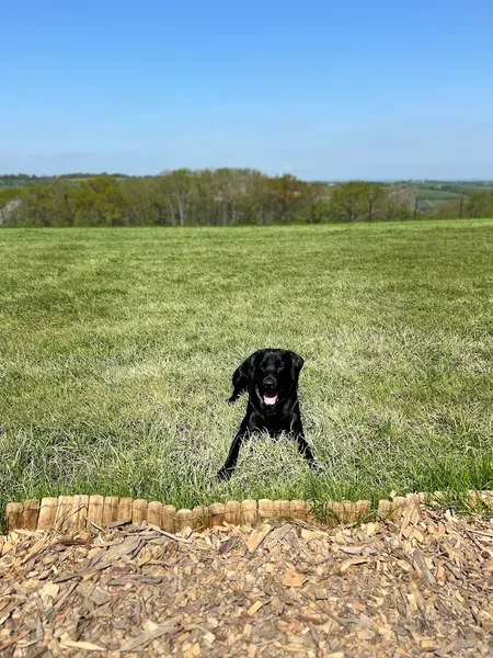 Runmoor Dog Park secure private dog field in Exeter, EX6 6NN