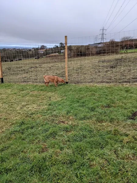 Cochno Views Dog Park secure private dog field in Clydebank, G81 6RT