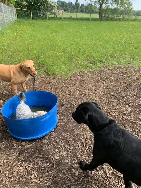 Bluebell Dog Walking Field secure private dog field in Rugby, CV23 8DY