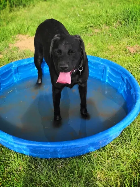 Silverlee Doggy Day Care secure private dog field in Reigate, RH2 8RQ