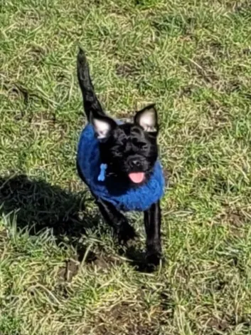 Pups And Mutts off lead play area secure private dog field in Calderdale, HX3 7TQ