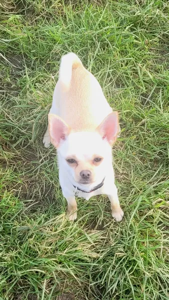 Pups And Mutts off lead play area secure private dog field in Calderdale, HX3 7TQ