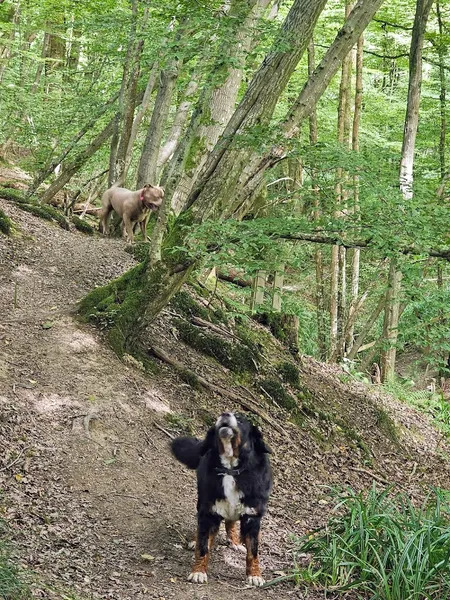 Horse Ghylls Secure Dog Walking Field secure private dog field in West Horsham, RH12 4PZ