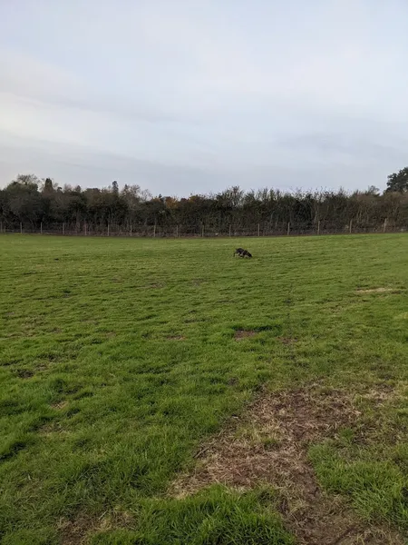 Marilyn's Meadow secure private dog field in Leominster, HR1 1LH