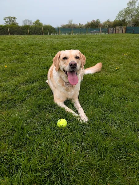 Fosseway Fields Secure Dog Walking secure private dog field in Moreton in Marsh, GL56 0DP