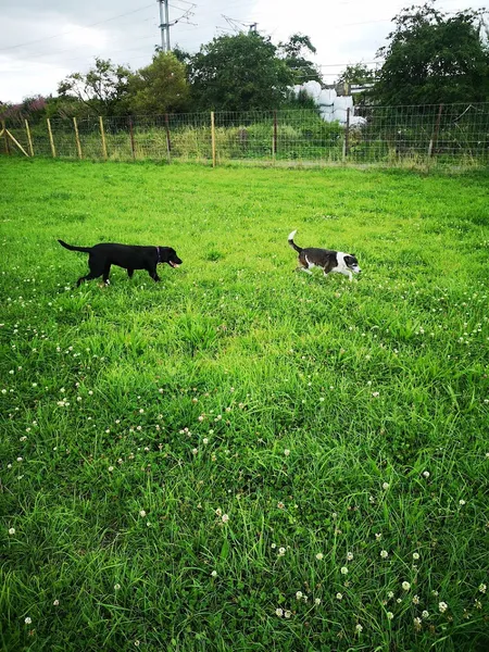 Pawfect Dog secure private dog field in Morpeth, NE61 6NH