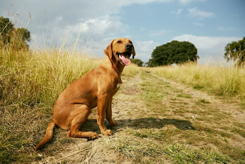 Paw Paddock - Liss secure private dog field in East Hampshire, GU32 1QF