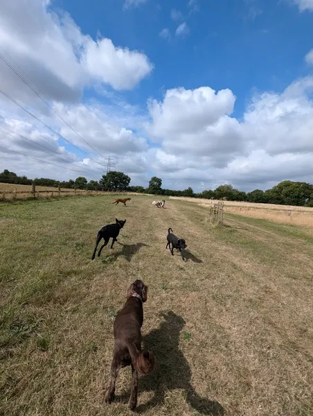 Meggies Meadow secure private dog field in Norwich, NR9 4DJ