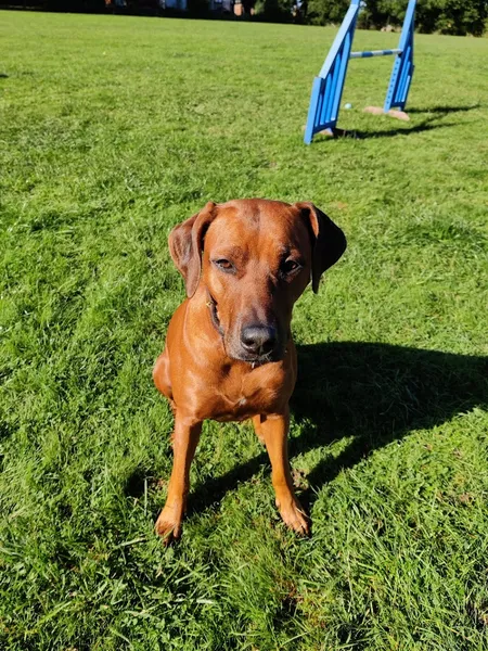 Hounds & Bounds Sulhamstead secure private dog field in Reading, RG7 4EE