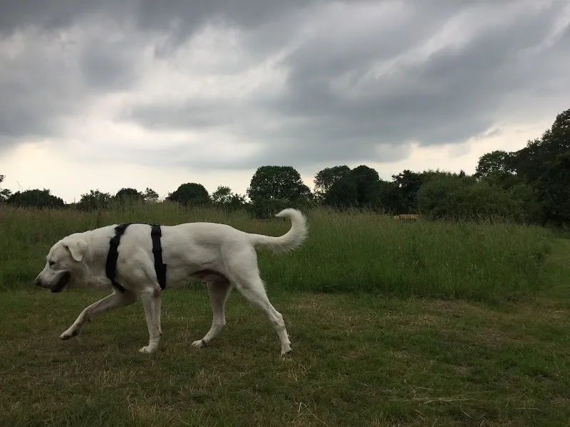 Secure Dog Walking Field Surrey secure private dog field in Redhill, RH1 5PE